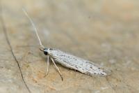 Coleophora mediterranea