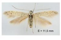 Coleophora mediterranea