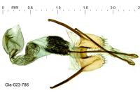 Coleophora mediterranea