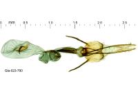 Coleophora alticolella