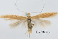 Coleophora alticolella