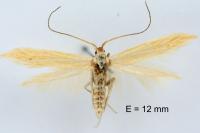 Coleophora serinipennella