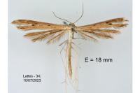 Stenoptilia zophodactyla