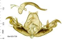 Stenoptilia zophodactyla