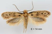 Anomalotinea liguriella