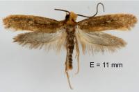 Monopis imella