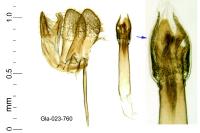 Monopis imella