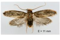 Cephimallota crassiflavella