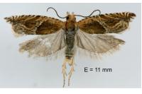 Ancylis comptana