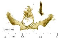 Ancylis comptana