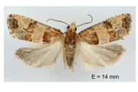 Lobesia indusiana/limoniana