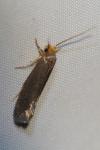 Cephimallota crassiflavella
