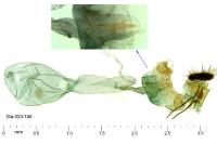 Lobesia indusiana/limoniana