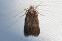 Homaloxestis briantiella
