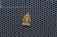 Archips xylosteana