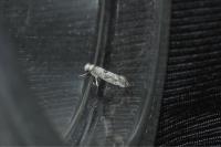 Paraswammerdamia albicapitella