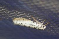 Yponomeuta padella