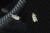 Epinotia bilunana