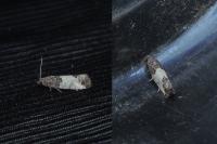 Spilonota ocellana