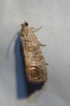 Cydia pomonella