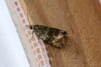 Celypha lacunana