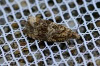Celypha lacunana