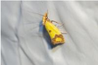 Agapeta zoegana