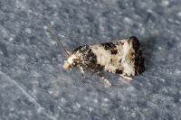 Neocochylis dubitana