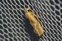 Eucosma gr. cana
