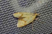 Agapeta hamana