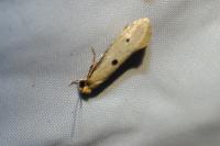 Tinea trinotella