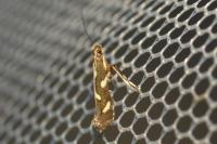Calybites phasianipennella