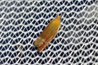 Lathronympha strigana