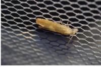 Eucosma conterminana