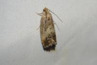 Cydia splendana