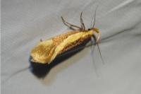 Harpella forficella