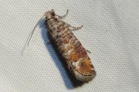 Clavigesta sylvestrana
