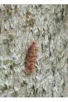 Lozotaeniodes formosana