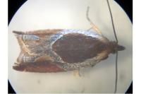 Ancylis unculana
