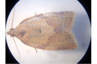Clepsis consimilana
