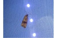 Celypha striana