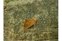 Apoda limacodes
