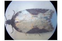 Acleris schalleriana