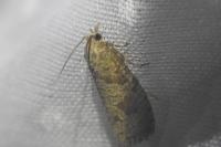 Epinotia