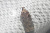 Depressaria