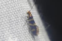 Micropterix allionella