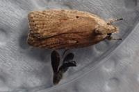 Agonopterix assimilella