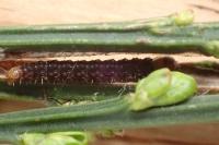 Agonopterix assimilella