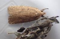 Agonopterix assimilella