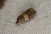 Celypha aurofasciana